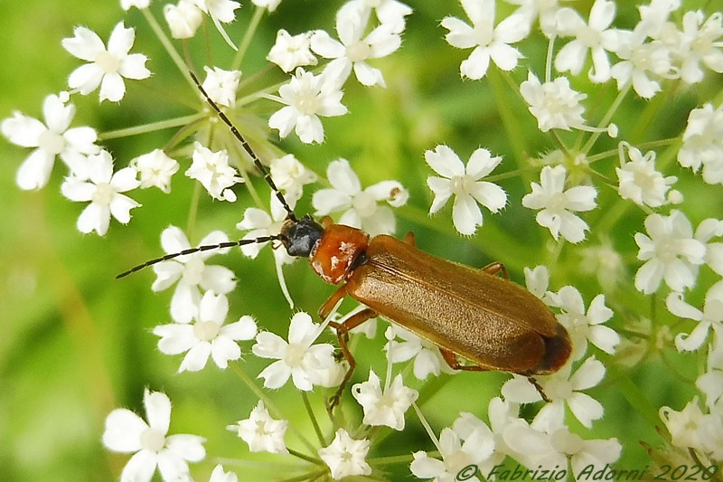 Cantharidae: Rhagonycha nigriceps, femmina